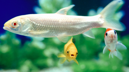 魚介類に注意！日本文化に根付いた魚介類アレルギーとの付き合い方